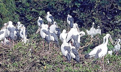 வேடந்தாங்கல் பறவைகள் சரணாலய ஏரியில் உள்ள மரக்கிளைகளில் தங்கியுள்ள பறவைகள்.