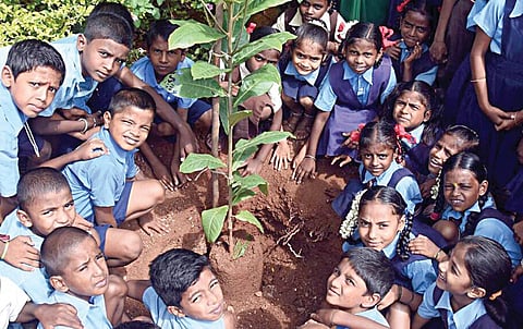பள்ளியில் செய்வோம் பசுமைப் புரட்சி