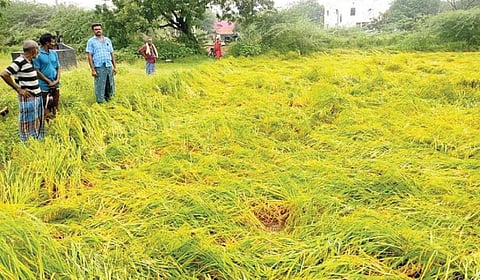 கணபதியேந்தலில் தொடர் மழையால் சேதமடைந்த நெற்பயிர்.