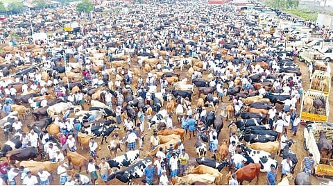 ஈரோடு கருங்கல்பாளையம் மாட்டுச்சந்தை (கோப்பு படம்)