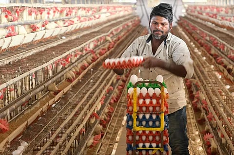 ரஷ்யா உள்ளிட்ட நாடுகளுக்கு முட்டை ஏற்றுமதி: என்இசிசி மண்டலத் தலைவர் தகவல்