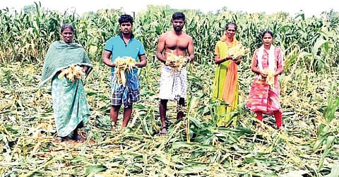 கயத்தாறு அருகே தலையான்நடந்தான்குளம் கிராமத்தில் காட்டுப்பன்றிகள், மான்களால் சேதப்படுத்தப்பட்ட மக்காச்சோள பயிர்களை காண்பிக்கும் விவசாயிகள்.