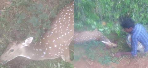 தருமபுரியில் நாய்கள் விரட்டிக் கடித்ததில் புள்ளிமான் உயிரிழப்பு
