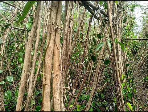 பனிக்கு வாடிய இலைகள் அகற்றப்பட்டு கட்டையாக காட்சி அளிக்கும் வெற்றிலை கொடிக்கால். | படம்:என்.கணேஷ்ராஜ்.
