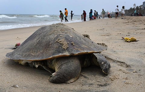 படகு மோதி ஆலிவ் ரெட்லி ஆமை இறப்பு: கடற்கரையில் புதைப்பு
