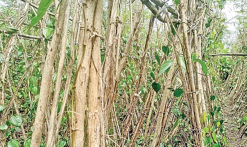 பனிக்கு வாடிய இலைகள் அகற்றப்பட்டு கட்டையாக காட்சி அளிக்கும் வெற்றிலை கொடிக்கால்.