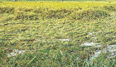 டெல்டா மாவட்டங்கள், காரைக்காலில் கன மழை: வயல்கள், குடியிருப்பு பகுதிகளை சூழ்ந்தது மழைநீர்