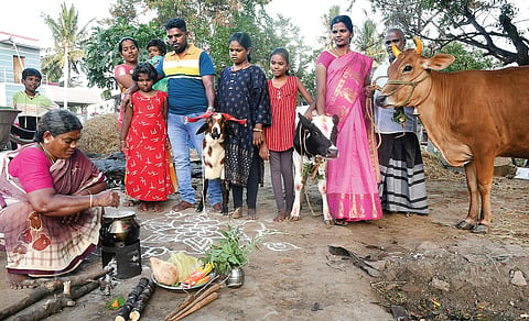 பொங்கல் காலப் பதங்கள்: மனிதர்களுக்குப் பொங்கல்; மாடுகளுக்குத் தழுகைச் சோறு