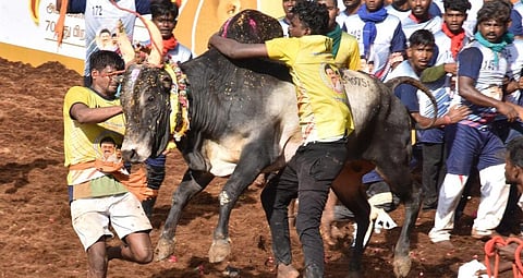 3 ஜல்லிக்கட்டு போட்டிகளில் முதல்வர் ஸ்டாலின், அமைச்சர் உதயநிதி சார்பில் 6 கார்கள் பரிசு!