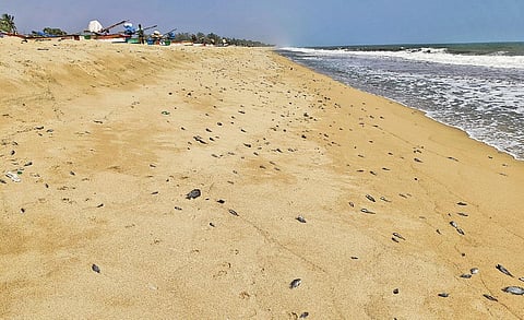 மரக்காணம் கடற்கரையில் உயிரிழந்த நிலையில் கரை ஒதுங்கிய மீன்கள்.