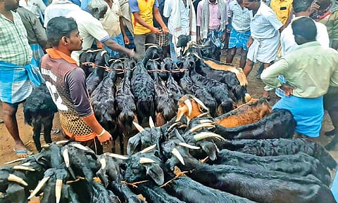கோப்பு படம்