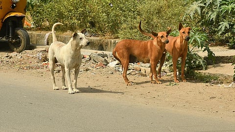 பிரதிநிதித்துவப்படம்