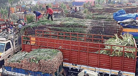 பொங்கல் பண்டிகையை முன்னிட்டு, சென்னை கோயம்பேடு சிறப்பு சந்தைக்கு விற்பனைக்காக பல்வேறு இடங்களிலிருந்து லாரிகளில் வந்திறங்கிய கரும்பு கட்டுகள் மற்றும் மஞ்சள் கொத்துகள். படம்: ம.பிரபு
