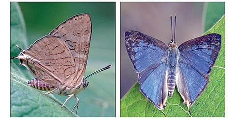 மேகமலையில் புதிதாக கண்டுபிடிக்கப்பட்டுள்ள ‘கிளவுட் ஃபாரஸ்ட் சில்வர்லைன்’ வண்ணத்துப்பூச்சி.