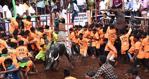 மதுரை அவனியாபுரத்தில் நடந்து வரும் ஜல்லிக்கட்டுப் போட்டியில் சீறிப்பாயும் காளைகளை அடக்கும் மாடுபிடி வீரர்கள்