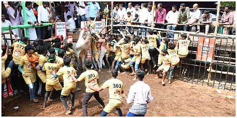 மதுரை அவனியாபுரம் ஜல்லிக்கட்டுப் போட்டியில் வாடிவாலில் இருந்து சீறிப்பாய்ந்த காளையை அடக்க முயலும் மாடுபிடிவீரர்கள் | படங்கள்: எஸ்.கிருஷ்ணமூர்த்தி