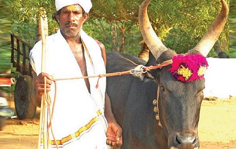 கோயில் காளையும் பண்டைய தமிழரும். | கோப்புப் படம்