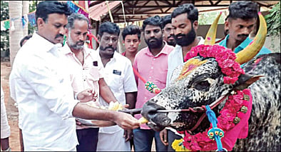 மாட்டு பொங்கல் பண்டிகையையொட்டி மாடுகளுக்கு வாழைப் பழம் கொடுத்த இலங்கை கிழக்கு மாகாண ஆளுநர் செந்தில் தொண்டமான்.