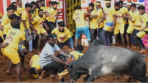 அலங்காநல்லூரில் நடந்த ஜல்லிக்கட்டுப் போட்டியில் தன்னைத் தொட்டுப் பார்க்க வந்தவர்களை தட்டித் தூக்கிய காளை | படங்கள்: எஸ்.கிருஷ்ணமூர்த்தி