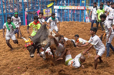 உயிரிழப்பின்றி நடந்து முடிந்த மதுரை ஜல்லிக்கட்டு போட்டிகள் - காயங்களையும் குறைப்பது சாத்தியமா?