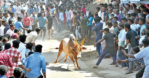 வேலூர் மாவட்டம் கீழ் அரசம்பட்டு கிராமத்தில் அனுமதியின்றி நடைபெற்ற எருது விடும் விழாவில் இளைஞர்கள் மத்தியில் சீறிப்பாய்ந்து ஓடிய காளை. படங்கள்: வி.எம்.மணிநாதன்.