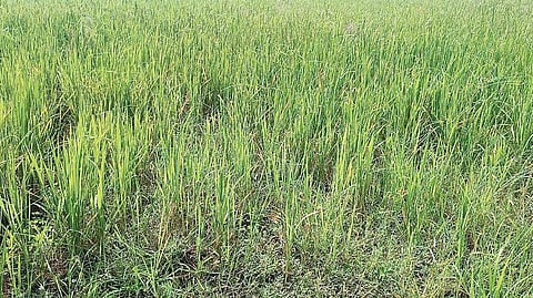 புழுதிக்குடியில் தண்ணீரை எதிர்நோக்கி காத்திருக்கும் தாளடி நெல் வயல்.