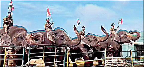 முதுமலை புலிகள் காப்பகத்தில் நேற்று நடைபெற்ற குடியரசு தின விழா வில், தேசியக் கொடி ஏற்றியபோது துதிக்கையை உயர்த்தி மரியாதை செலுத்திய யானைகள்.