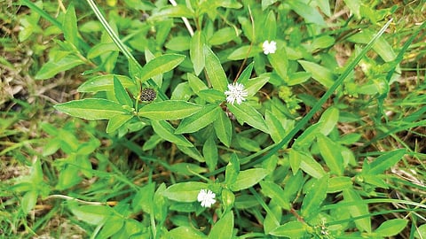 பச்சை வைரம் 17: கல்லீரல் கவசம் கரிசலாங்கண்ணி