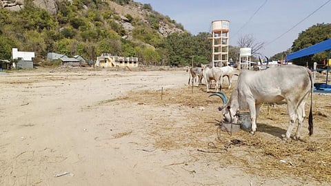படம்: எஸ்.கே.ரமேஷ்