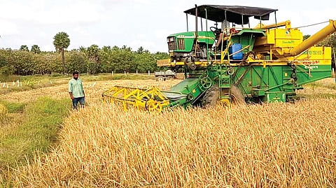 சாலப்பட்டியில் முதியோர் இல்லத்துக்கு வழங்க அறுவடை செய்யப்பட்ட நெற்கதிர்கள்.