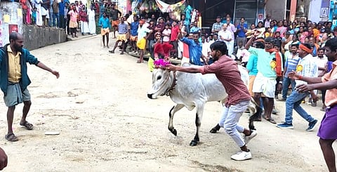 கேரளாவில் களைகட்டிய மஞ்சு விரட்டு: பாரம்பரியத்தை கொண்டாடி மகிழ்ந்த தமிழர்கள்