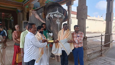 தமிழ்நாட்டின் சிறந்த கோயில் யானை - கும்பகோணம் மங்களம் தேர்வு!