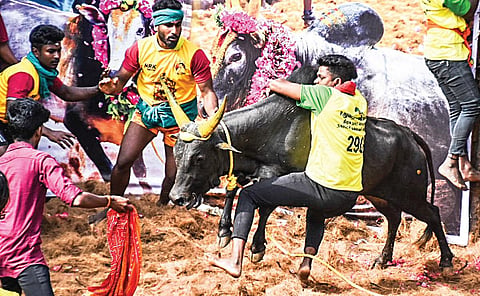 திருச்சி மாவட்டம் லால்குடியில் நேற்று நடைபெற்ற ஜல்லிக்கட்டில் வாடிவாசலில் அவிழ்த்துவிடப்பட்ட காளையை அடக்கிய வீரர்.