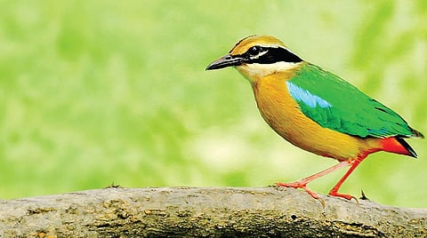 பட ம்: ஷாந்தனு குவேஸ்கர்