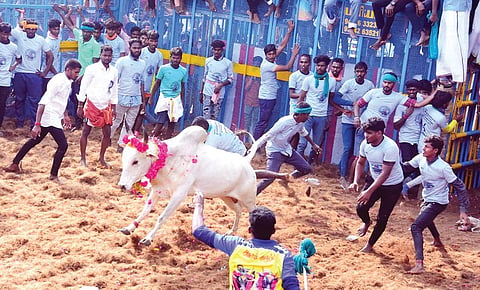 புதுக்கோட்டை மாவட்டம் திருநல்லூரில் நேற்று நடைபெற்ற ஜல்லிக்கட்டில் சீறிப் பாய்ந்த காளை.