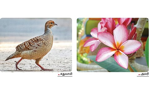 தமிழ் இனிது - 34: இலக்கணப் போலி தெரியுமா?