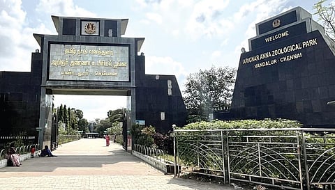 வண்டலூர் பூங்காவில் 2 அனுமன் குரங்கு தப்பி ஓட்டம்