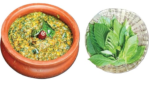 பச்சை வைரம் 21: நஞ்சை நீக்கும் லச்சக்கொட்டைக் கீரை
