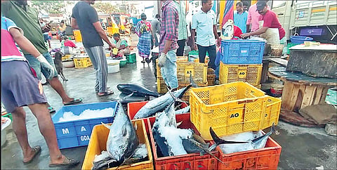 குளச்சல் மீன்பிடி துறைமுகத்தில் நேற்று கரை திரும்பிய படகுகளில் சுறா மற்றும் நெய் மீன்கள் குறைந்த அளவிலேயே கிடைத்தன.