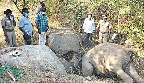 ஈரோடு மாவட்டம் சத்தியமங்கலம் வனப்பகுதியில் இறந்து கிடந்த ஆண் யானை.