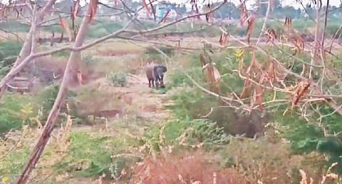 தருமபுரி அருகே நார்த்தம்பட்டி ஏரிக்கு இடம்பெயர்ந்த ஒற்றை யானை