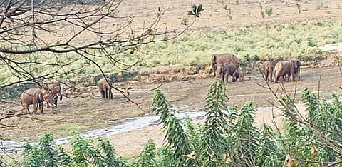 தமிழக- கர்நாடக எல்லையான அடிப் பாலாற்றில் தண்ணீர் அருந்த வந்துள்ள யானைகள்.