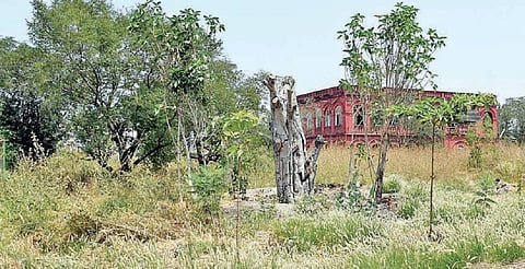 கோவை மாநில வனப்பணி அதிகாரிகளுக்கான மத்திய அகாடமியில் வேரோடு பிடுங்கி நடவு செய்யப்பட்டு துளிர்விட்டு வளர தொடங்கிய ஆலமரங்கள். படம்: ஜெ.மனோகரன்