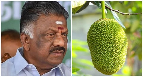 ஓபிஎஸ்ஸுக்கு பலாப்பழம் சின்னம் - குலுக்கல் முறையில் ஒதுக்கீடு