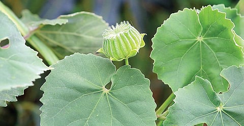 பச்சை வைரம் 27: மூல நோய்க்கு உணவாகும் துத்திக் கீரை