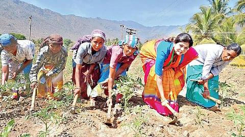 பாப்பிரெட்டிப்பட்டியை அடுத்துள்ள போதக்காடு கிராமத்தில் பெண் தொழிலாளர்களுடன் இணைந்து பாமக வேட்பாளர் சவுமியா அன்புமணி, களை எடுக்கும் பணியில் ஈடுபட்டார்.