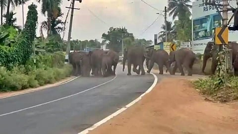 தொண்டாமுத்தூர் அருகே ஊருக்குள் புகுந்த யானை கூட்டம்
