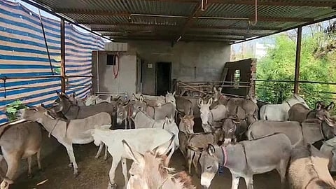 சோலங்கியின் கழுதை பண்ணை