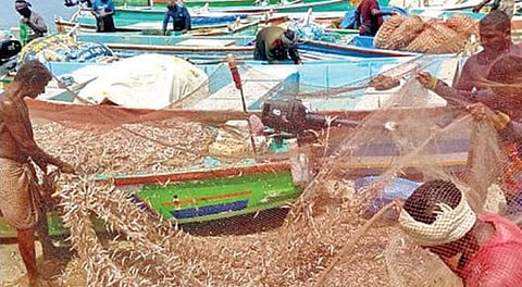 குமரி மாவட்டம் குளச்சலில் கட்டுமரங்களில் அதிக அளவு பிடிபட்ட நெத்திலி மீன்களை வலையில் இருந்து பிரித்தெடுக்கும் மீனவர்கள்.