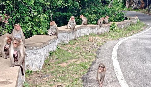 தேன்கனிக்கோட்டை-அஞ்செட்டி வனப்பகுதி சாலையில் தண்ணீர் மற்றும் உணவுக்காக காத்திருக்கும் குரங்குகள் கூட்டம்.
